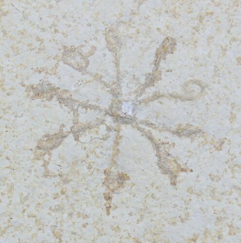 Floating Crinoid (Saccocoma) - Solnhofen Limestone #22449